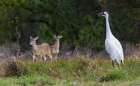 USA-South Texas Aranas National Wildlife Refuge-whooping crane calling and white-tailed deer Art Print
